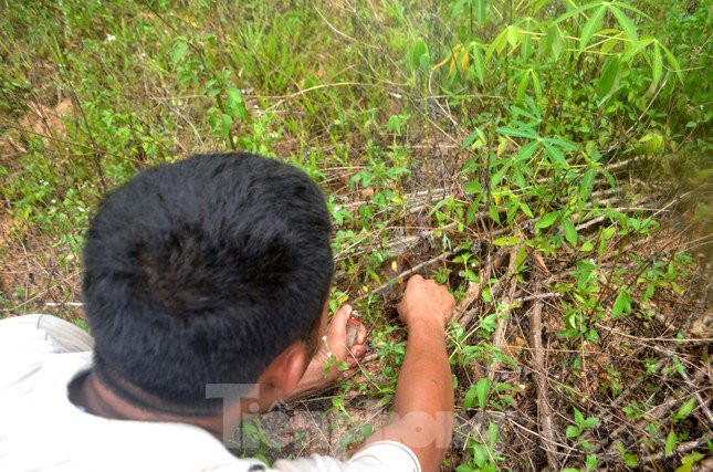 Người đi săn ong dùng một cái cây dài đập vào bụi cỏ, lùm cây nơi nào có ong chúng sẽ ùa ra ngay lập tức. Khi phát hiện tổ chỉ cần lấy lá, cành cây khô để đốt tạo khói huơ xung quanh tổ xua ong lính rồi hái tổ ong.