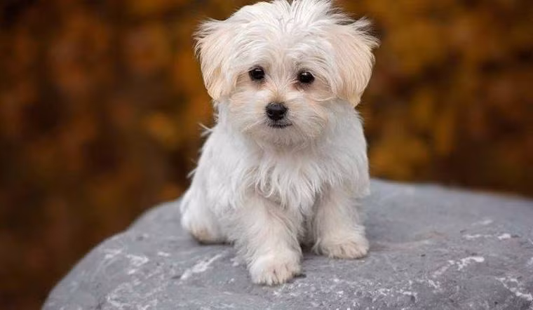  Tuổi Tuất: Bẩm sinh, người tuổi Tuất có tính cách cao thượng, phóng khoáng, họ không thích tranh cãi với người khác. Tuất cũng có tầm nhìn xa trông rộng, tính cách tỉ mỉ, thận trọng, biết đối nhân xử thế. 