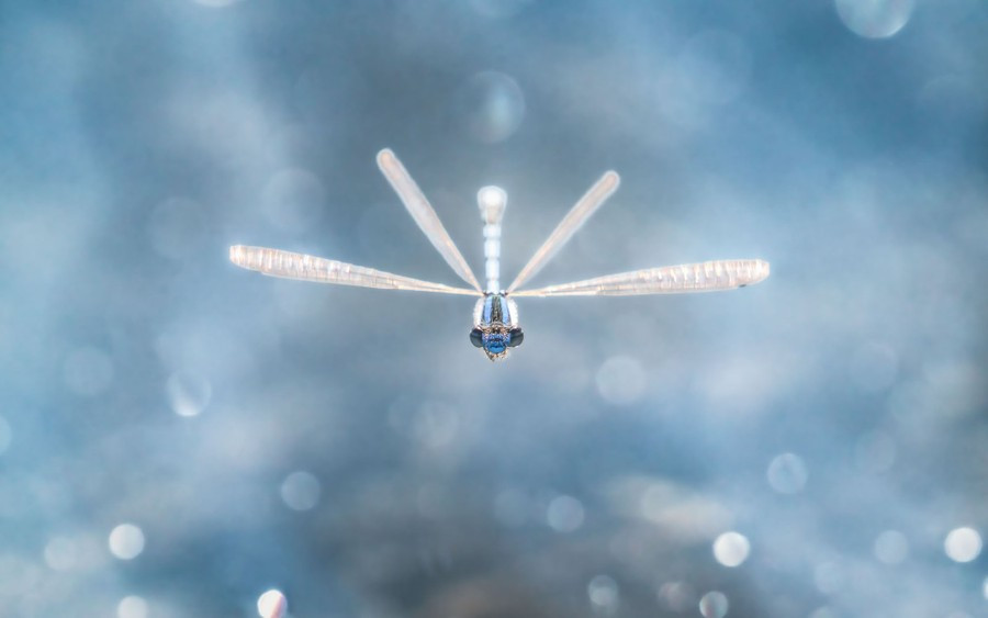 Một chú chuồn chuồn kim khác, có màu xanh trắng lấp lánh như pha lê. Vào mùa thu, những con đực của loài này sẽ bay lơ lửng trên mặt nước vào cuối ngày. Ảnh: Jose Madrigal