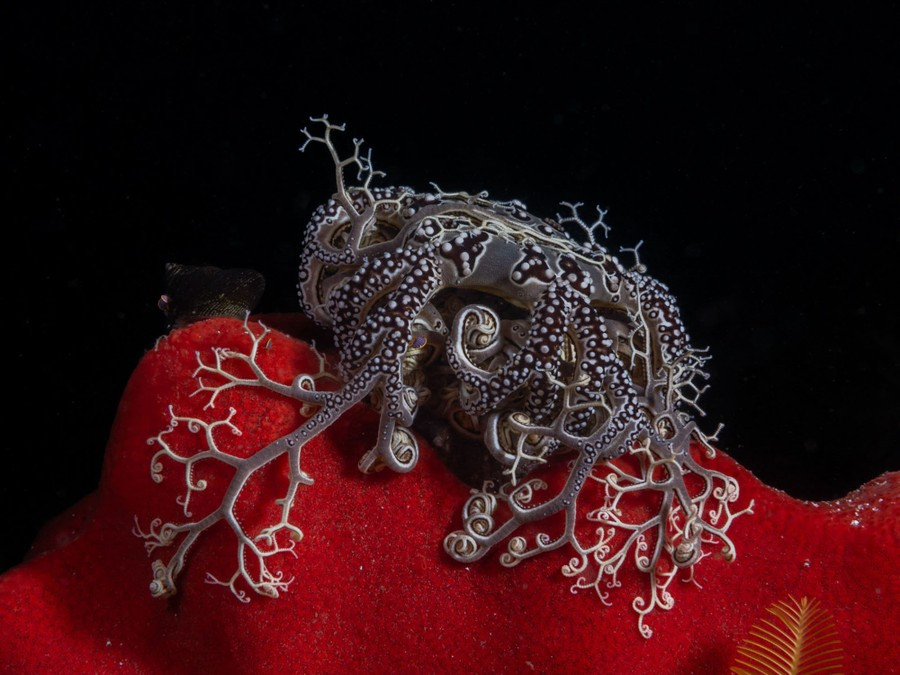 Ở Vịnh False, Cape Town, Nam Phi, người ta thường thấy sao biển rổ bám chặt san hô, để những tua phức tạp của chúng tự do duỗi ra và bắt thức ăn. Việc nhìn thấy sao biển rổ sử dụng cánh tay của mình để bám vào miếng bọt biển là hành vi rất bất thường. Ảnh: Ofek Liepaz