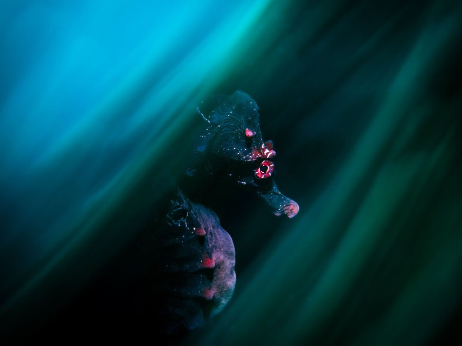 Một chú cá ngựa bụng phệ dùng đuôi bám chặt vào hoa tulip biển, cố gắng hết sức để ổn định mình khi các con sóng không ngừng khuấy động. Ảnh: Daniel Sly