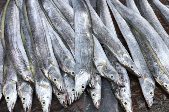 Khi còn sống, cá hố có màu xanh lam sáng như màu thép có ánh bạc. Cũng vì vậy, cá hố được đặt danh xưng “cá biển mình rồng. Không giống màu sáng ánh bạc trên thân, các phần còn lại của cá hố như: Phần bụng, vây ngực, vây bụng, vây đuôi đều có màu sẫm hơn. Khi cá chết, màu sắc dần chuyển sang xám bạc.