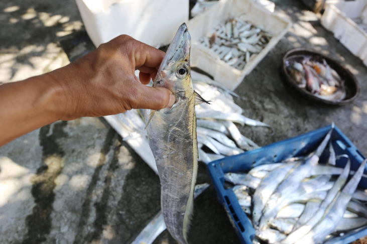 Loài cá này có đặc điểm sẽ chết ngay sau khi bị đưa lên khỏi mặt biển làm do mỡ phát nổ, khiến không ai bắt được chúng khi còn sống. Nguyên nhân do cá hố ưa sống ở môi trường biển sâu trên 1000m, nơi có áp suất cao.