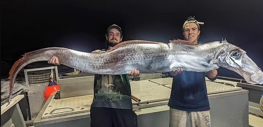 Cá hố có thân vừa dài (chiều dài trung bình từ 60-90 cm), vừa dẹt một bên tựa như một cái dải lưng quần. Đến khi trưởng thành, cá hố sẽ dài trên dưới 1m, nặng từ 0,8-2kg. Thậm chí, có một số con còn dài đến 9m.