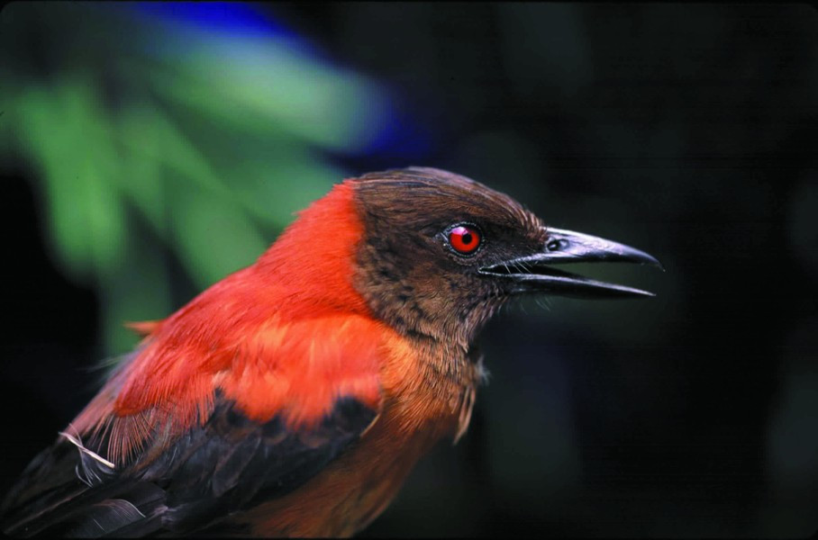 Nồng độ batrachotoxin cũng thay đổi theo từng con chim Pitohui, cũng như khu vực chúng sinh sống