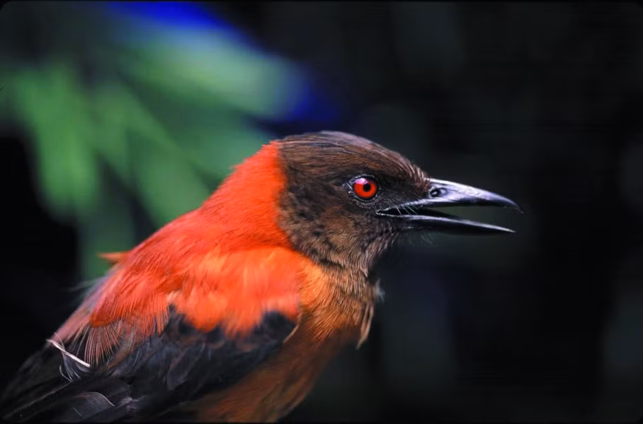 Nồng độ batrachotoxin cũng thay đổi theo từng con chim Pitohui, cũng như khu vực chúng sinh sống