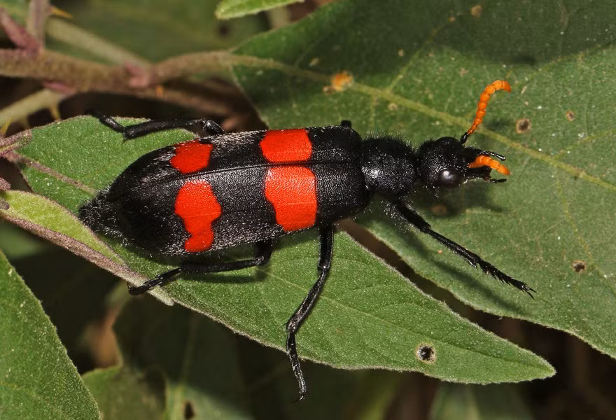 Lý giải việc loài pitohui có độc, các nhà khoa học đồng thuận khả năng chúng chuyên ăn bọ cánh cứng choresine, là một loài mang độc