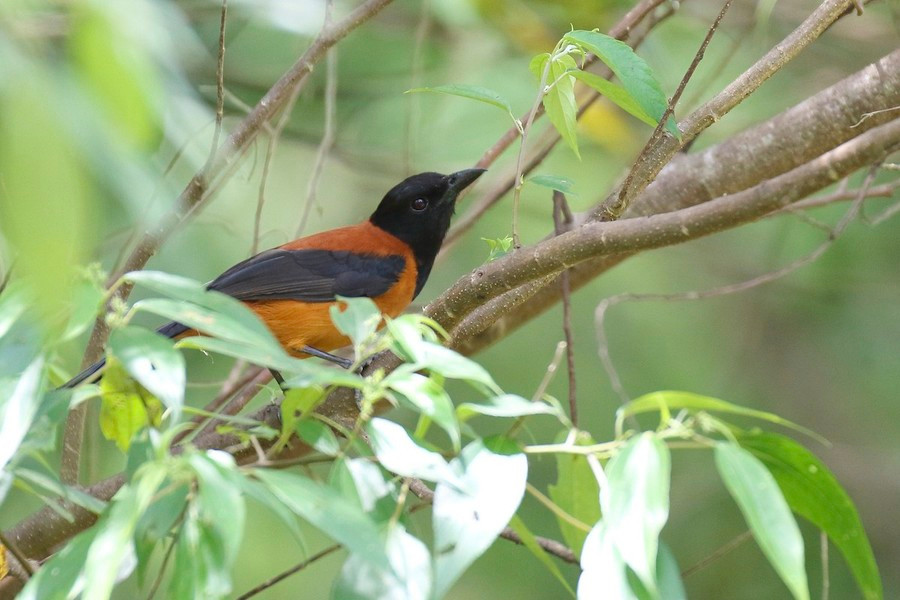 Batrachotoxin là một loại chất gây độc hệ thần kinh, gây cảm giác tê và bỏng với các trường hợp bị nhiễm độc nhẹ