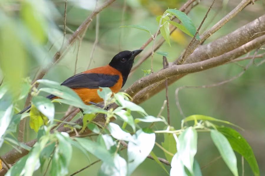 Batrachotoxin là một loại chất gây độc hệ thần kinh, gây cảm giác tê và bỏng với các trường hợp bị nhiễm độc nhẹ