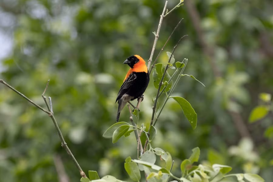 Với các trường hợp nhiễm độc nặng, batrachotoxin sẽ gây liệt, ngưng tim và khiến nạn nhân tử vong