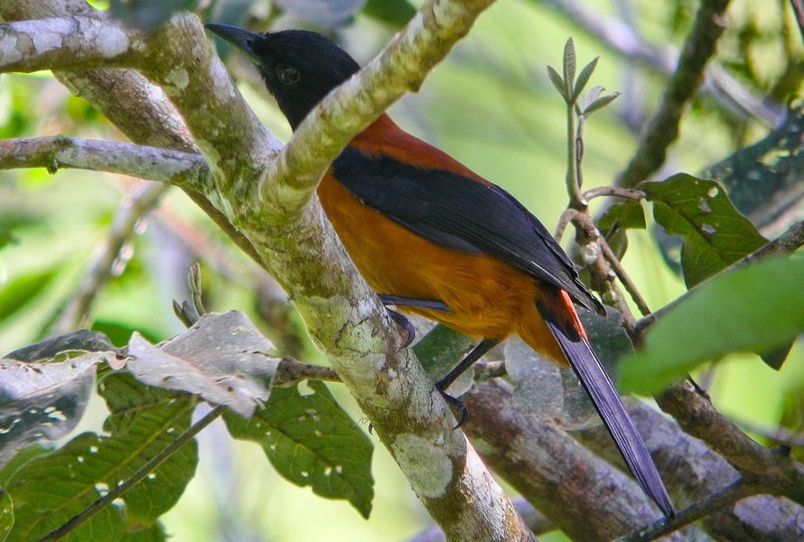 Thực tế là chất độc được tìm thấy trong nội tạng của Pitohui và chúng không chịu ảnh hưởng gì từ chất này