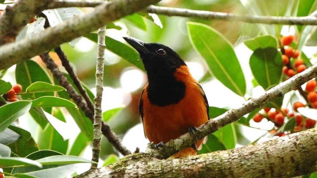 Các nghiên cứu sau đó cho thấy, những con Pitohui còn mang độc ở cả trong da, xương và các cơ quan nội tạng của chúng