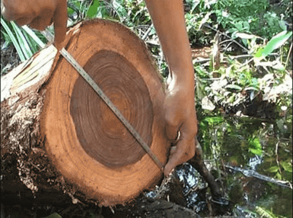 Trong quá trình lịch sử kéo dài hàng trăm triệu năm, nhiều loài thực vật đầm lầy, trong đó có thông nước, đã chết dưới tác động của nhiệt độ và áp lực địa chất, dần hóa thành than đá. 