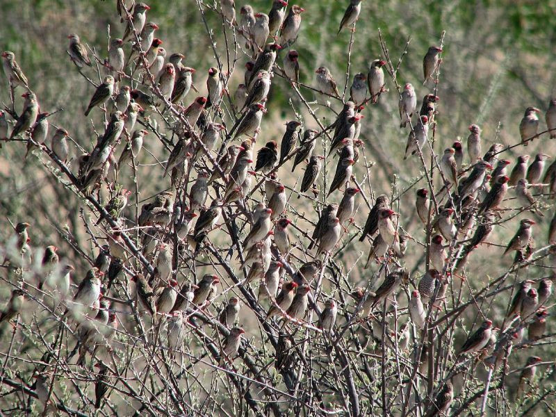 Châu Phi không đơn độc trong cuộc chiến này, khi thế giới ngày càng nhận thức rõ rằng các vấn đề môi trường không chỉ giới hạn trong biên giới quốc gia mà còn đòi hỏi sự hợp tác toàn cầu. Nghiên cứu sinh học, chia sẻ kinh nghiệm và hỗ trợ kỹ thuật sẽ giúp các quốc gia châu Phi có thêm công cụ để ứng phó với "cuộc chiến không tiếng súng" này.