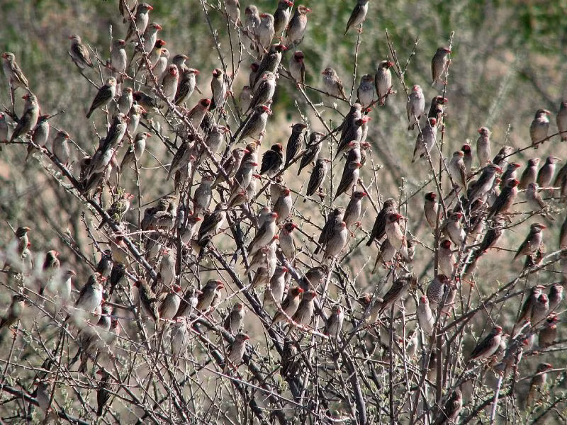 Châu Phi không đơn độc trong cuộc chiến này, khi thế giới ngày càng nhận thức rõ rằng các vấn đề môi trường không chỉ giới hạn trong biên giới quốc gia mà còn đòi hỏi sự hợp tác toàn cầu. Nghiên cứu sinh học, chia sẻ kinh nghiệm và hỗ trợ kỹ thuật sẽ giúp các quốc gia châu Phi có thêm công cụ để ứng phó với "cuộc chiến không tiếng súng" này.