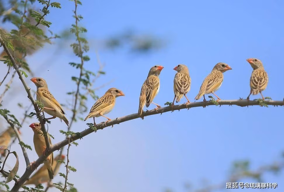 Tại châu Phi, với điều kiện khí hậu đặc biệt và lượng mưa thất thường, loài chim này nhanh chóng tìm ra những khu vực canh tác nông nghiệp để làm nguồn thức ăn chính. Khi mùa thu hoạch đến, cánh đồng lúa mì hay ngô lại biến thành "bàn tiệc" của những đàn chim đông đảo. Ảnh: Xinhua