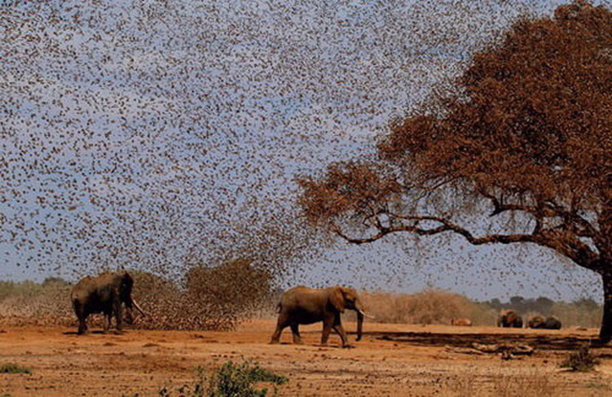 Chứng kiến đàn chim sẻ Quelia mỏ đỏ tấn công một đàn voi, các nhà khoa học mới nhận ra rằng cuộc chiến với loài chim này không chỉ là vấn đề nông nghiệp hay an ninh lương thực. Nó phản ánh mối quan hệ phức tạp giữa con người và thiên nhiên – một mối quan hệ mà sự cân bằng luôn bị thử thách.