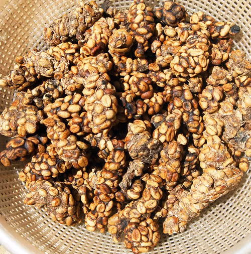 Từ số cà phê được chồn thải ra này, trải qua nhiều công đoạn mới tạo ra một ly cà phê chồn thứ thiệt