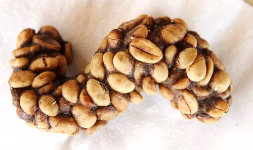 Hạt cà phê tróc vỏ được chồn thải ra cùng với phân của mình