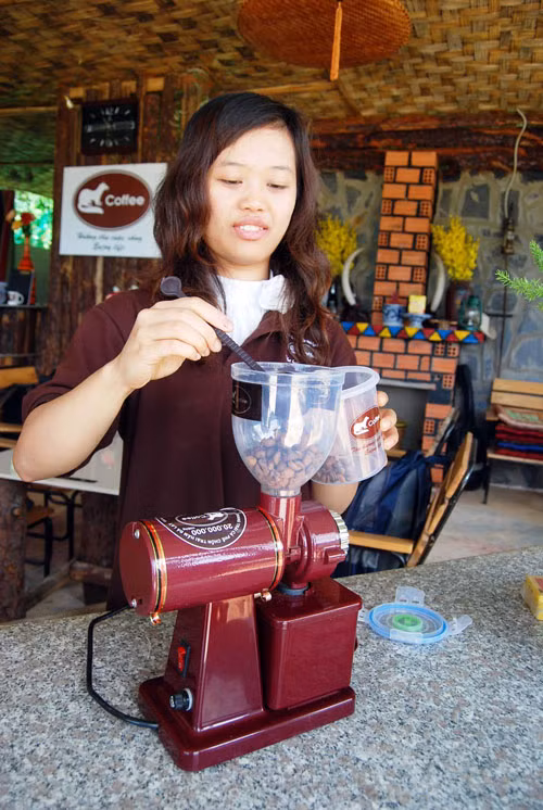 Trái cà phê chín được chồn ăn, sau đó thải loại theo cùng phân và được thu hoạch, mang rửa sạch, phơi khô, xong cho vào lu ủ một thời gian nhất định rồi mang ra rang chín, xay thành bột và pha thưởng thức.