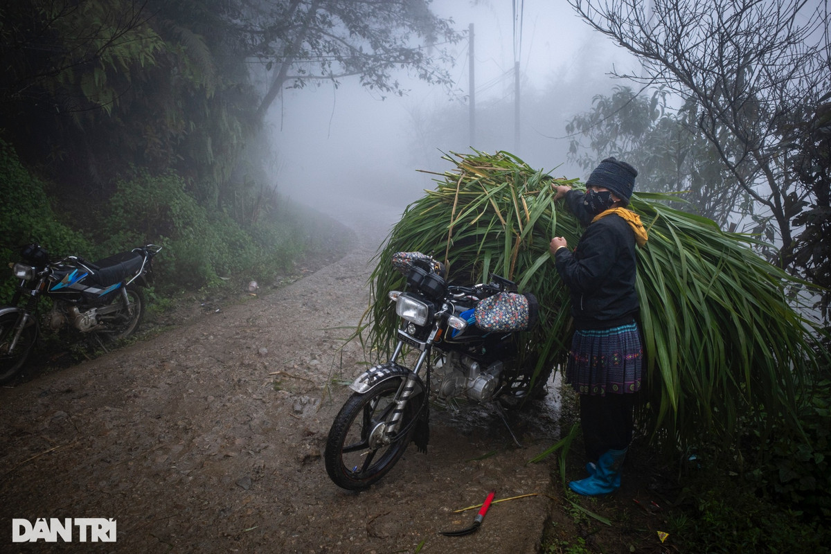 Một người phụ nữ Mông buộc những bó cỏ vừa cắt bên sườn núi lên xe về làm thức ăn cho gia súc do không thể lùa đàn trâu đi ăn xa được.