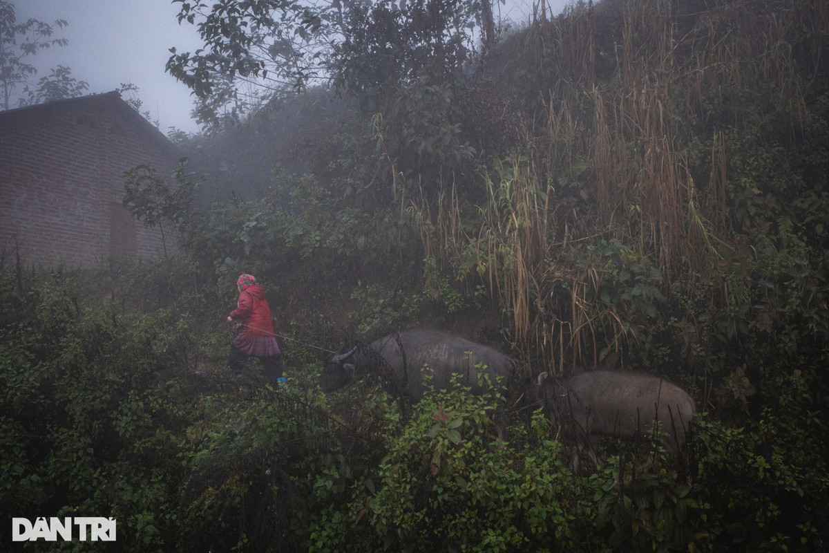 Một số gia đình do chưa nắm bắt được thông tin về đợt lạnh lần này nên khi không khí lạnh giảm sâu mới bắt đầu đem trâu, bò dắt về nơi tránh rét.