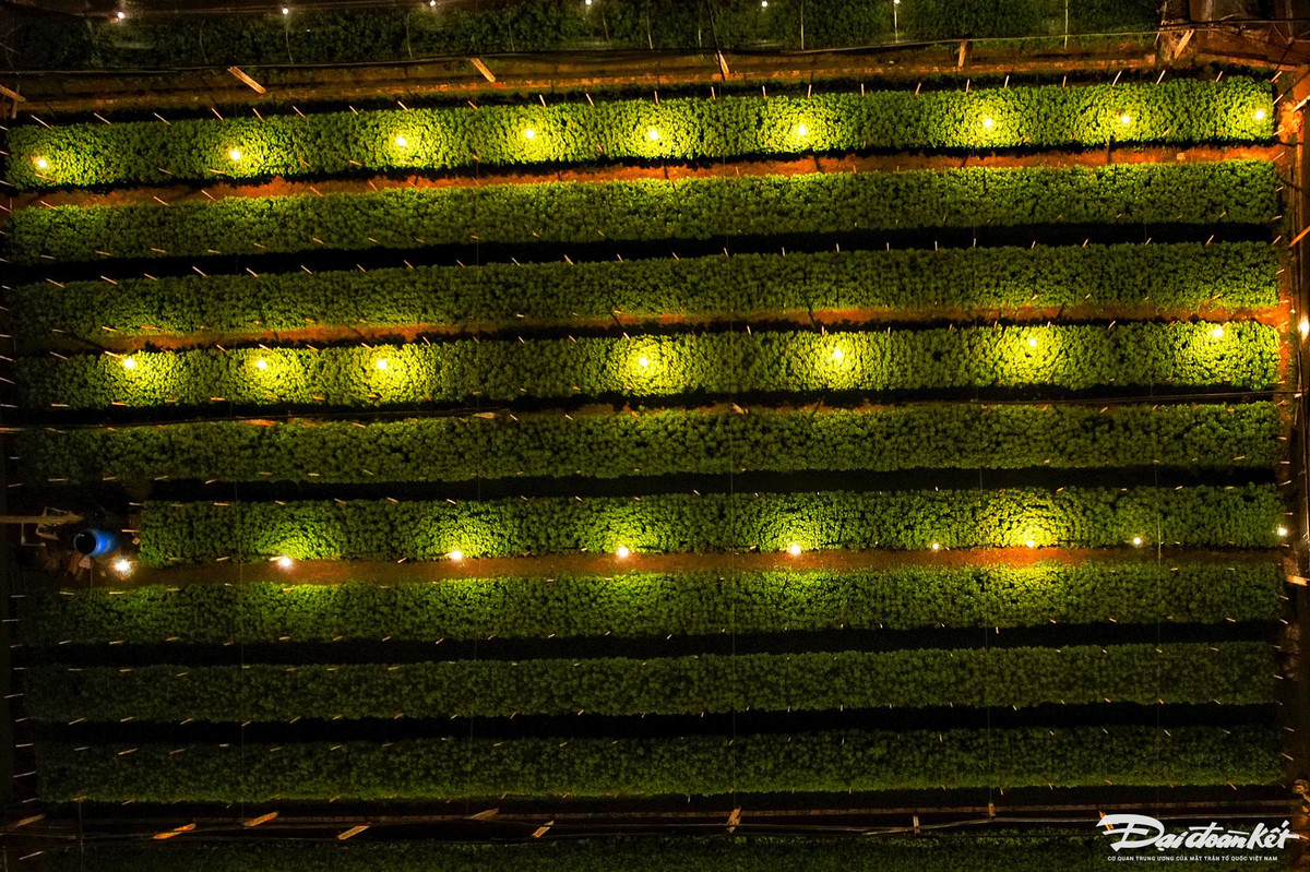 Thu phu hoa Tay Tuu chong den xuyen dem, ep hoa no dip Tet-Hinh-6