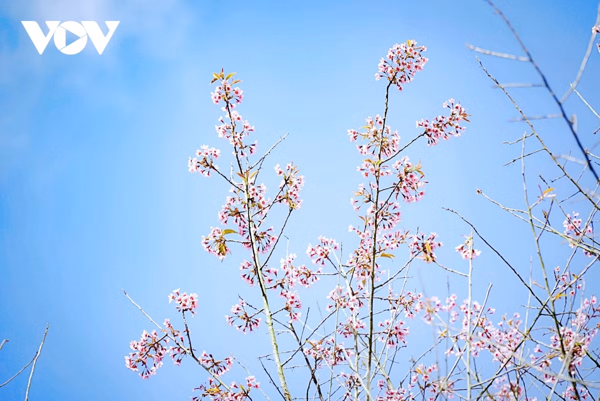 Người Mông ở Tây Bắc rất thích hoa Tớ Dày, bởi loài hoa này còn là biểu tượng của núi rừng Tây Bắc, ít nhiều mang tâm hồn, phong cách sống của cộng đồng dân tộc người Mông. “Pằng Tớ Dày” - tên của loài hoa này cũng do người Mông đặt.