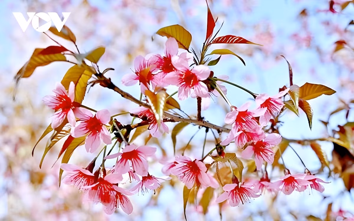 Hoa tớ dày có năm cánh hồng như hoa đào ta, nhưng khi nở thì kết chùm, nhụy hoa tớ dày dài và mang màu đỏ.