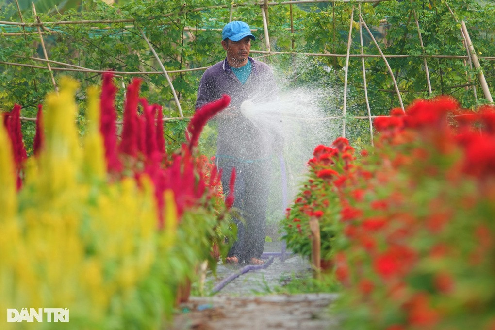 Cả năm phơi nắng trồng hoa Tết, chủ vườn chỉ mong... thu hồi vốn - Hình 2 Ca nam phoi nang trong hoa Tet, chu vuon chi mong... thu hoi von-Hinh-2