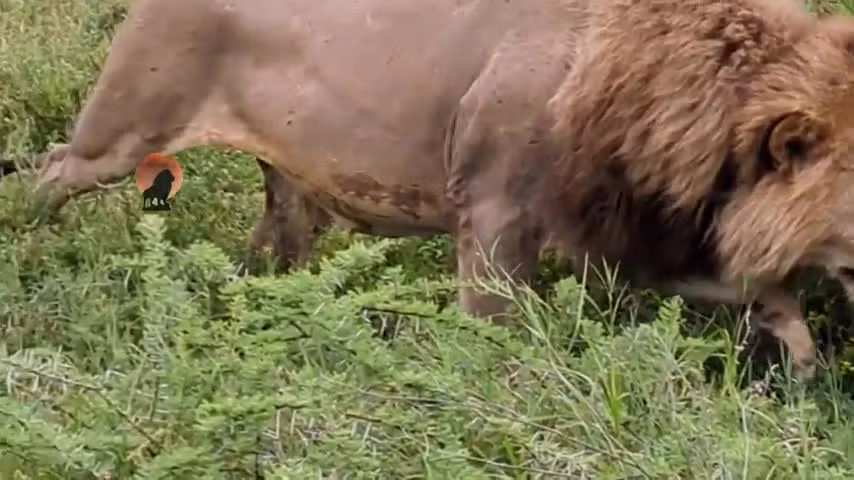 Clip: Cuoc doi dau kich tinh day nguy hiem giua su tu va linh cau