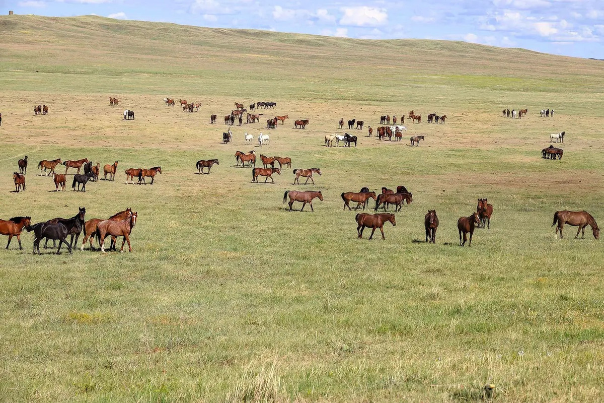 Trang trại bao gồm 38 đồng cỏ. Nơi đây có các hợp đồng cho thuê chăn thả gia súc với số lượng khoảng 1.200 cặp bò và 1.000 con ngựa. Thỉnh thoảng, linh dương và hươu la cũng xuất hiện trên khuôn viên của trang trại.