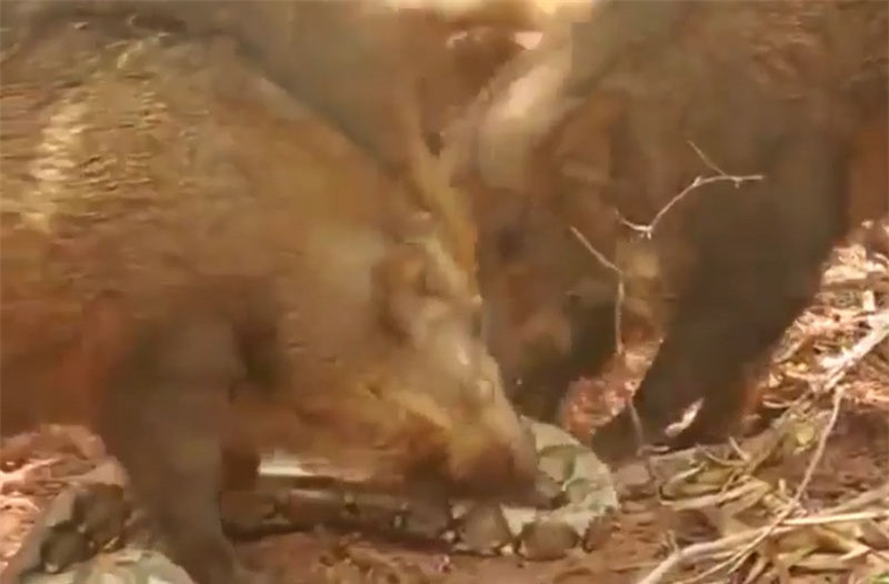 Video: Bầy lợn rừng xé xác trăn khổng lồ Video: Bay lon rung xe xac tran khong lo