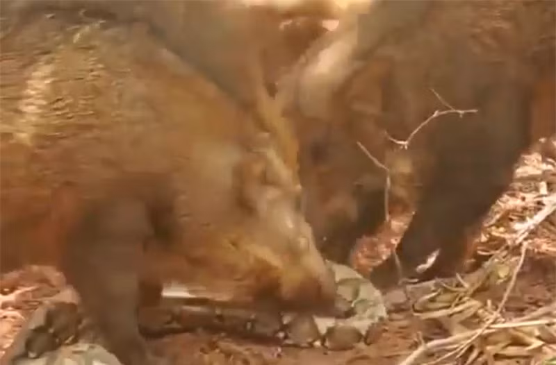 Video: Bay lon rung xe xac tran khong lo