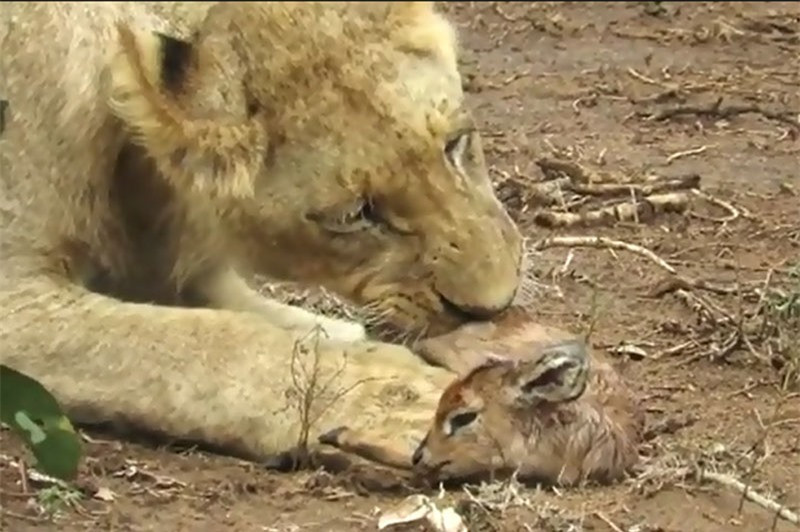 Video: Sư tử hành hạ linh dương con cực kỳ tàn khốc Video: Su tu hanh ha linh duong con cuc ky tan khoc