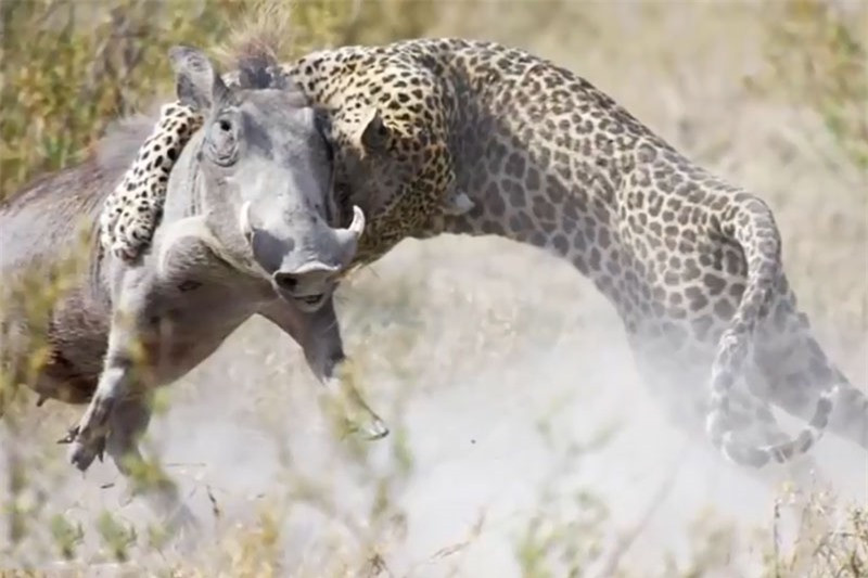 Video: Pha giết lợn bướu siêu tốc của báo hoa mai Video: Pha giet lon buou sieu toc cua bao hoa mai