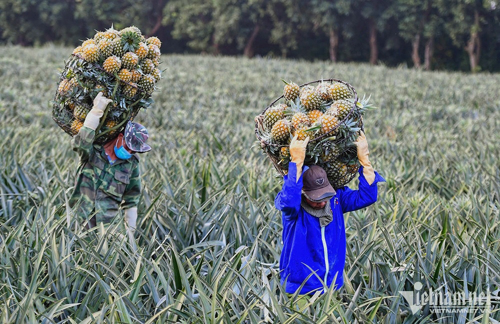 Sai buoc ra the gioi, xuat khau rau qua tu tin lap ky luc moi-Hinh-2
