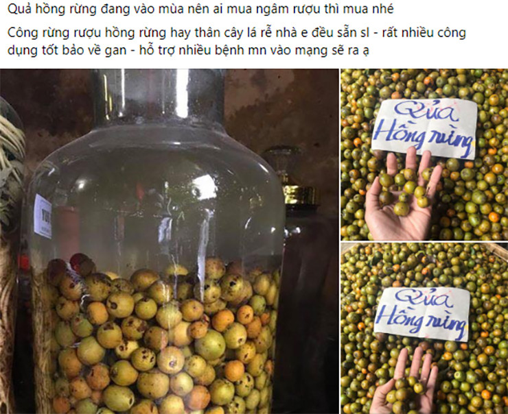Mấy năm gần đây, thứ quả dại này xuất hiện ở thành phố, nhiều địa chỉ bán trên chợ mạng