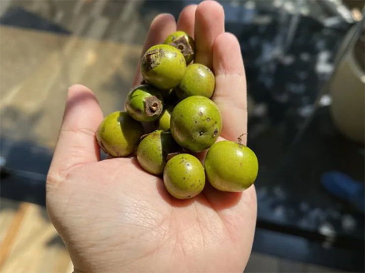 Ngoài ra, quả hồng, lá hồng còn thường được sử dụng để làm các thành phẩm khác như làm mứt, xay sinh tố, trà…