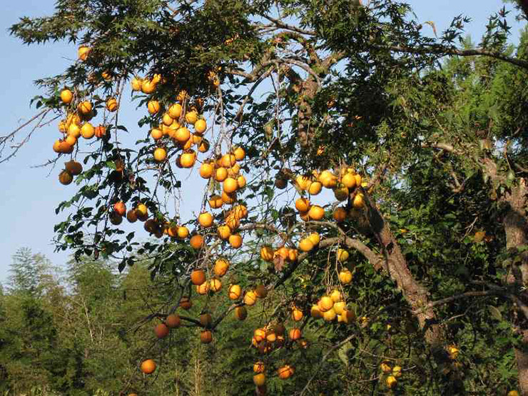 Hồng rừng mọc hoang dại trong các khu rừng hoặc được trồng nhiều ở các tỉnh miền núi phía bắc như: Hà Giang, Tuyên Quang, Yên Bái, Lào Cai…