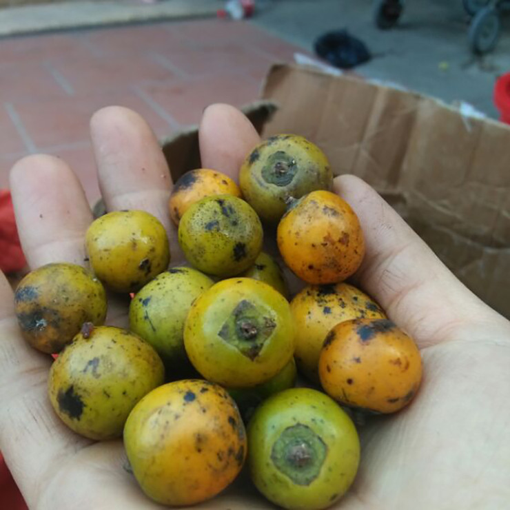 Mùa hồng rừng bắt đầu từ khoảng tháng 9, tháng 10. Ngoài bán quả tươi, hồng rừng được thái lát, đem phơi phô cũng rất được ưa chuộng.