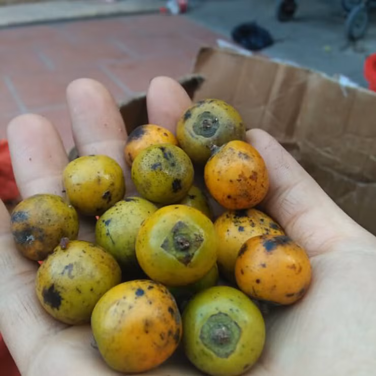 Mùa hồng rừng bắt đầu từ khoảng tháng 9, tháng 10. Ngoài bán quả tươi, hồng rừng được thái lát, đem phơi phô cũng rất được ưa chuộng.