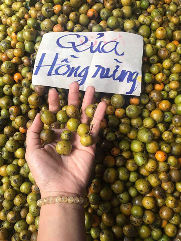 Nhờ đó, quả hồng rừng đã dần được nhiều người tiêu dùng ở nước ta biết đến và tìm mua với nhiều mục đích sử dụng khác nhau.