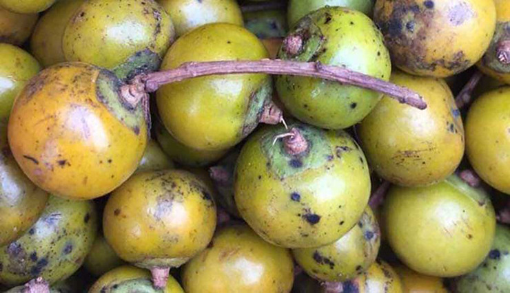 Hồng rừng thường gồm hai loại là hồng ngọt và hồng chát. Hồng ngọt khi vừa thu hoạch từ cây sẽ có vị ngọt tự nhiên, khá thơm ngon, trong khi đó hồng chát thì khó ăn hơn và phải khử bớt vị chát mới dùng được.