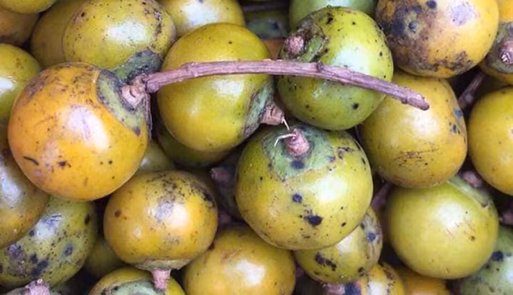 Hồng rừng thường gồm hai loại là hồng ngọt và hồng chát. Hồng ngọt khi vừa thu hoạch từ cây sẽ có vị ngọt tự nhiên, khá thơm ngon, trong khi đó hồng chát thì khó ăn hơn và phải khử bớt vị chát mới dùng được.