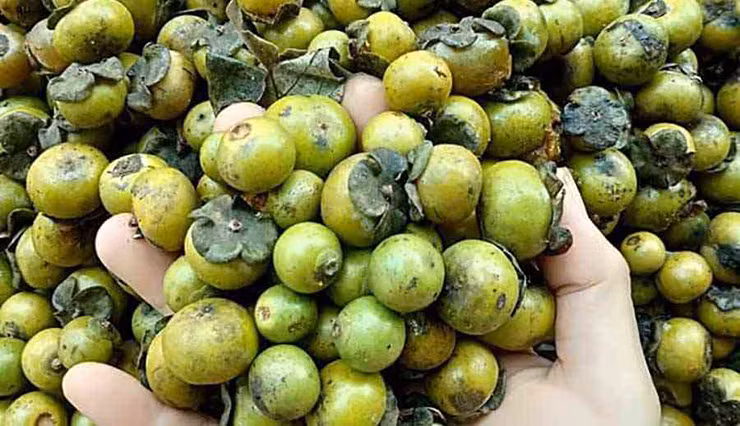 So với trái hồng dưới xuôi, hồng rừng có kích thước bé hơn rất nhiều.