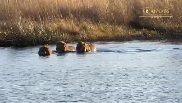 Video: Ha ma ruot duoi, can su tu tren song va cai ket thot tim