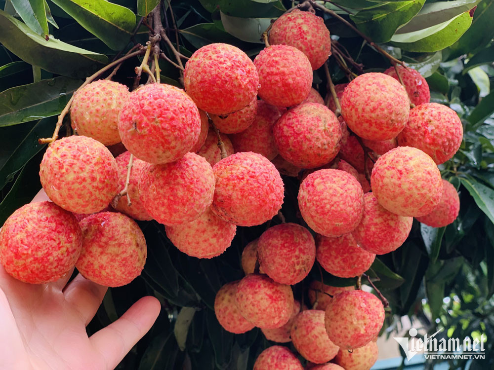 Tung la dac san re nhu cho, nay noi tieng thu ve nghin ty-Hinh-3