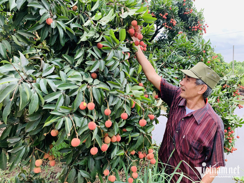 Tung la dac san re nhu cho, nay noi tieng thu ve nghin ty