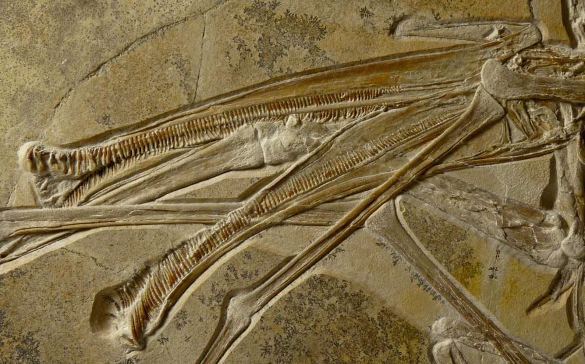 Rùng rợn dung nhan vua bầu trời miệng mọc 480 chiếc răng - Hình 2 Rung ron dung nhan vua bau troi mieng moc 480 chiec rang-Hinh-2